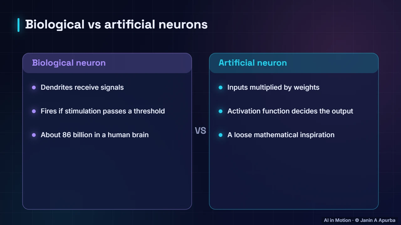 Inspired by biology — Artificial Neurons and the Perceptron